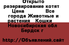 Открыто резервирование котят › Цена ­ 15 000 - Все города Животные и растения » Кошки   . Новосибирская обл.,Бердск г.